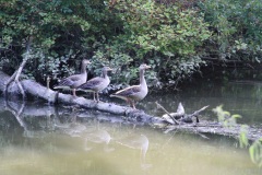 Wildgänse im Altwasser