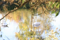 Altwasser-Donau