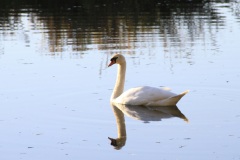 Altwasser-an-der-Donau