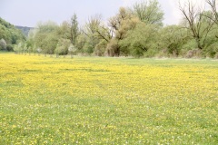Blumenwiese am Rad-Wanderweg
