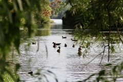 Altwasser Donau